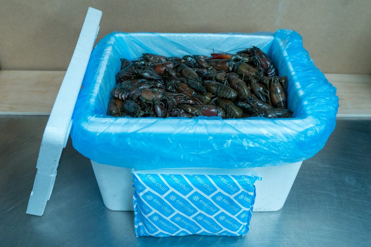 Kennet Crayfish