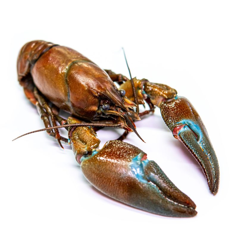 Kennet Crayfish