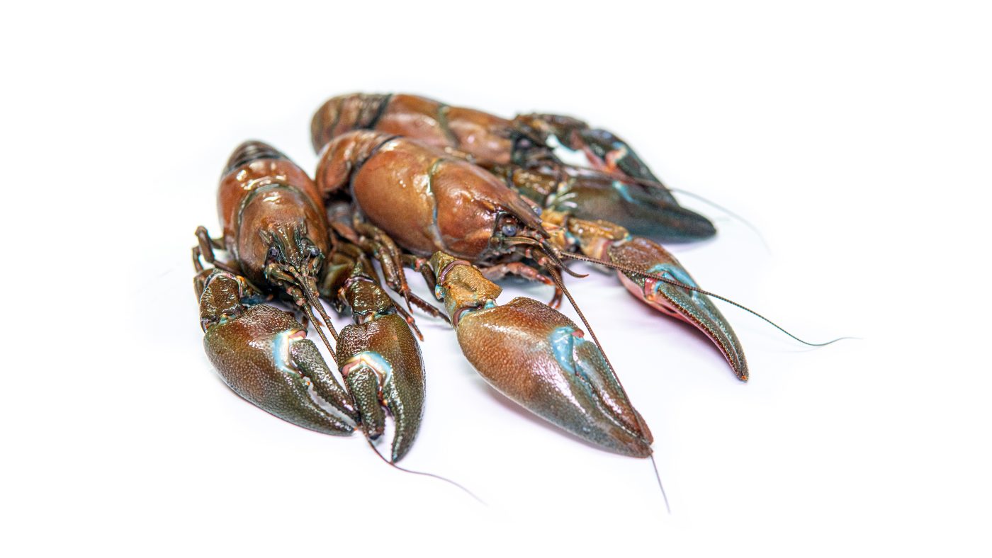 Kennet Crayfish