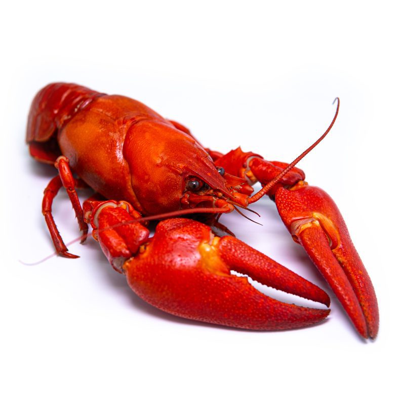 Kennet Crayfish